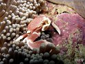 crabe porcelaine (neopetrolisthes maculatus)